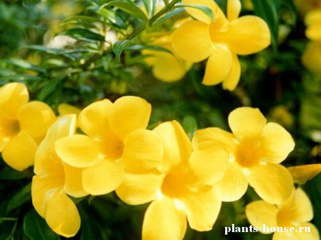 Желтые цветы: что символизируют и кому дарить?