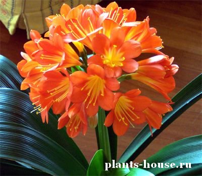 Кливия Цветок Фото Комнатное Растение