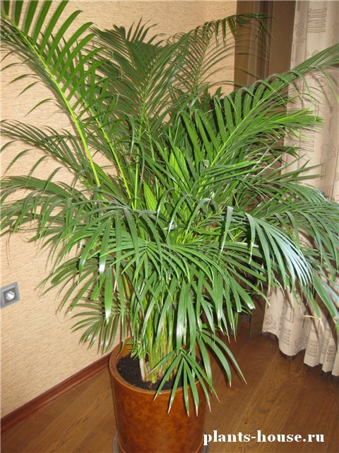 Комнатное Растение Пальма Виды Фото