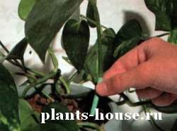Удобрение растений