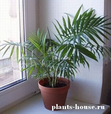 Комнатная пальма - уход в домашних условиях