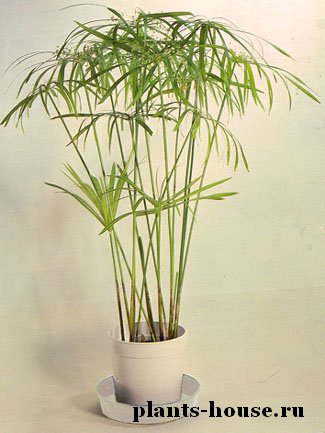 Комнатное Растение Пальма Виды Фото Названия