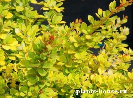 Растение барбарис: описание и фото сортов